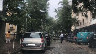 Дърво падна върху автомобил на ул Кракра в центъра на София