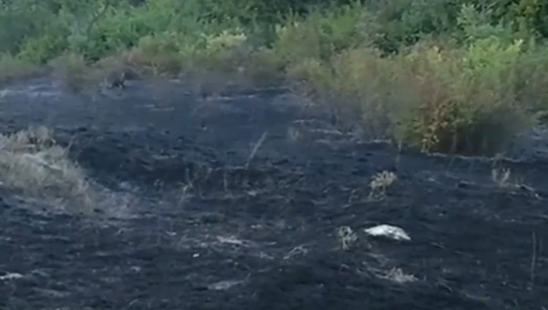 Голям пожар избухна в борова гора край Варна. За щастие