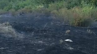 Голям пожар избухна в борова гора край Варна За щастие
