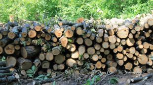 Унгарските власти наложиха забрана за износ на дърва за огрев