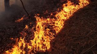 250 декара борова гора горят между кирковските села Стоманци Самодива