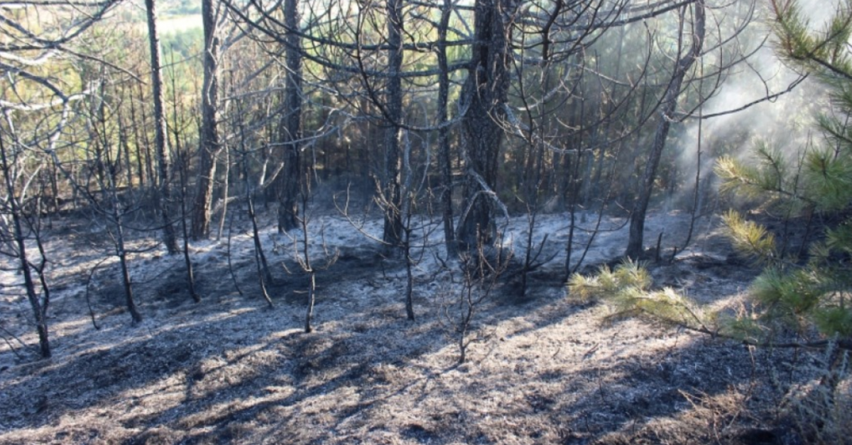 Пожар е възникнал в местността Конски гроб край Банско, съобщават