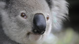 Около 400 австралийски коали ще бъдат ваксинирани срещу хламидия като