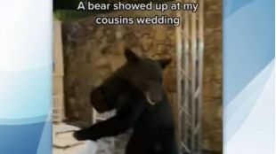 Неочакван гост се появи на сватбен прием в екопарка Чипинке