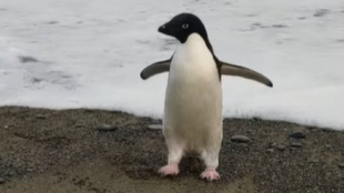 Пингвинът Пингу беше намерен изгубен и изтощен на новозеландски бряг