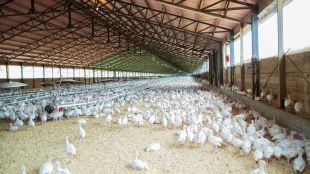 Започва евтаназирането по хуманен начин на пекинските патици във фермата