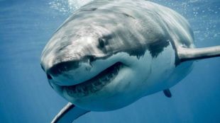 Двуметрова акула рани четирима души на плаж в Тексас съобщава