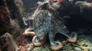 Учени: Октоподите не са земни, дошли са от Космоса