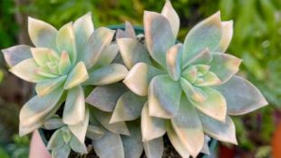 Противовирусните свойства на декоративното растение Graptopetalum paraguayense изследват учени от
