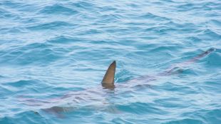 Две европейски туристки са убити от акула край египетския курорт Хургада