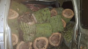 21 каруци натоварени с незаконно добита дървесина конфискуваха през януари