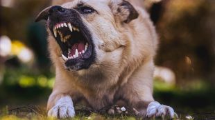 Куче нападна деца в Южния парк в София тази събота