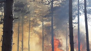 Пожар обхвана стотици декари гора в Свиленградско следобед съобщи Огънят