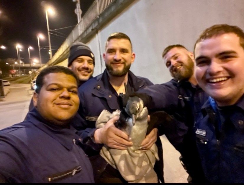 Полицията в Будапеща „арестува“ млад пингвин, избягал от зоологическа градина