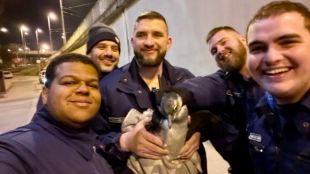 Полицията в Будапеща арестува млад пингвин избягал от зоологическа градина