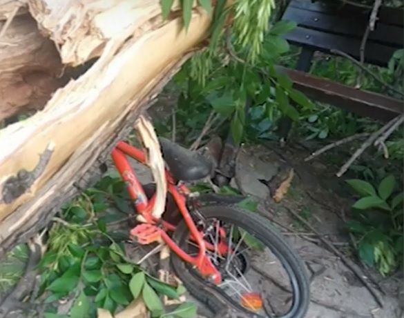 Клон на дърво падна върху пейка в градинка в Пловдив.