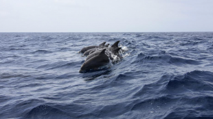 Русия е разположила специално обучени делфини в своята военноморска база