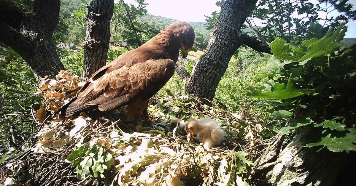 800-1000 двойки от вида малък креслив орел гнездят в България,
