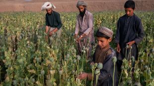 Управляващите в Афганистан талибани започнаха кампания за унищожаване на макови