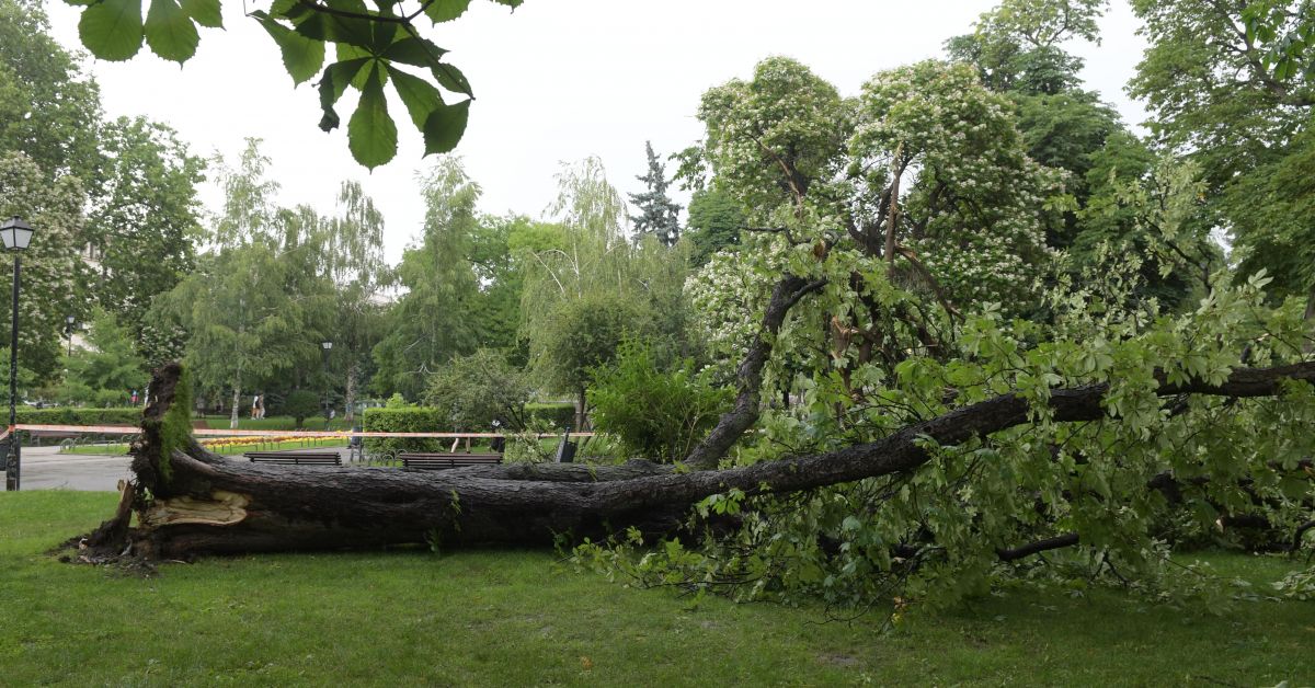 Дърво падна пред Народния театър „Иван Вазов в София. Под
