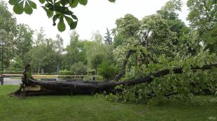 Дърво падна пред Народния театър Иван Вазов в София Под
