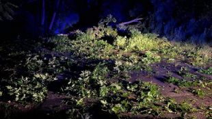 Силна буря се разрази в Сандански Съборени са дървета които