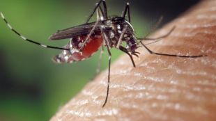 Трудно може да се спасите от комарите дори да имате