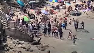 Морски лъвове прогониха плажуващи в Сан Диего На кадри разпространени
