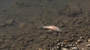 Мъртва риба изпълни язовир Студен кладенец Повече от месец институциите