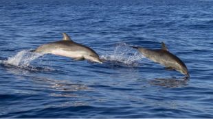 Мъртви делфини са открити на плажа в Кранево съобщи NOVA Те