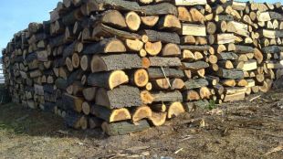 Да се разреши контролирано събиране на падналата суха дървесина отпадане