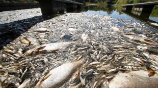 Полша мобилизира военни да чистят тонове мъртва риба от река Одер (ВИДЕО)