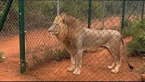 Лъв разкъса мъж в зоопарка в Акра, Гана, предаде Ройтерс.