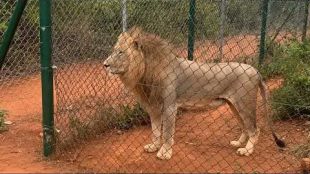 Лъв разкъса мъж в зоопарка в Акра Гана предаде Ройтерс
