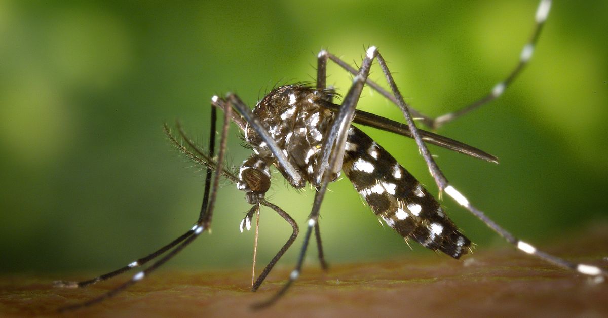 Комарите могат да бъдат по-опасни от кърлежите. Това коментира инфекционистът