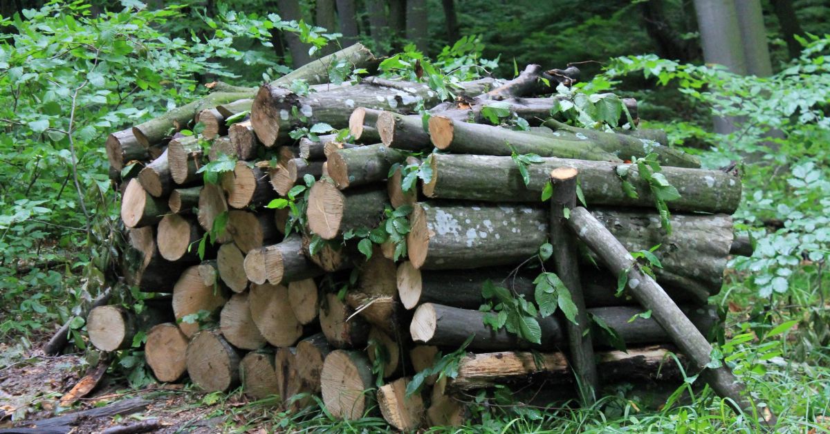 Екип на Изпълнителна агенция по горите задържа системни нарушители по