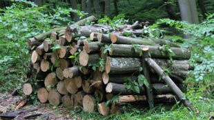 Екип на Изпълнителна агенция по горите задържа системни нарушители по