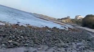 Мъртви медузи покриха плажоветеПреди бурята в Бургаско морето се отдръпнало