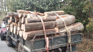Горски инспектори разкриха незаконна схема за доставка на дърва за