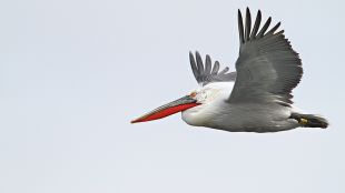 100 къдроглави пеликани ще зимуват в бургаското Атанасовско езеро заедно