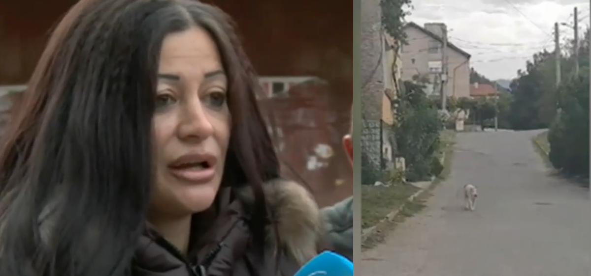 Страх и паника в квартал в Дупница заради питбули, които