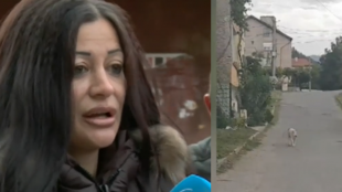 Страх и паника в квартал в Дупница заради питбули които