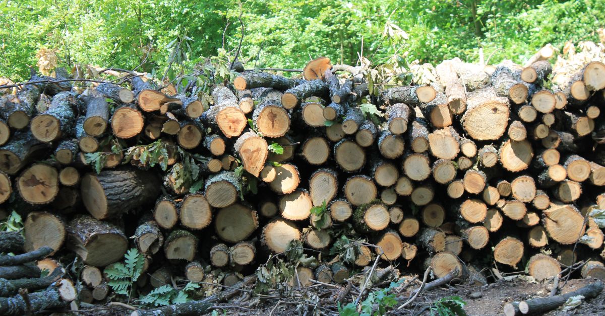 236 000 пространствени кубически метра дърва за огрев са доставили