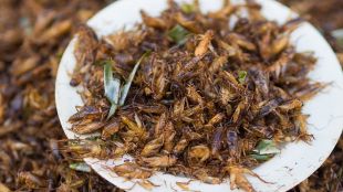 Европейският съюз разрешава използването на насекоми в храните Регламентът влиза