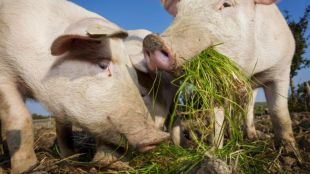 Африканска чума по свинете беше открита от Атинския ветеринарен център