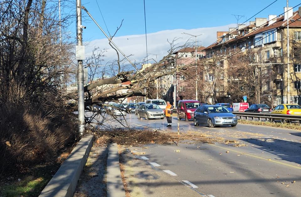 Огромно дърво падна на столичния булевард Цариградско шосе.Инцидентът е станал