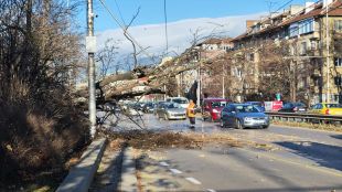 Огромно дърво падна на столичния булевард Цариградско шосе Инцидентът е станал