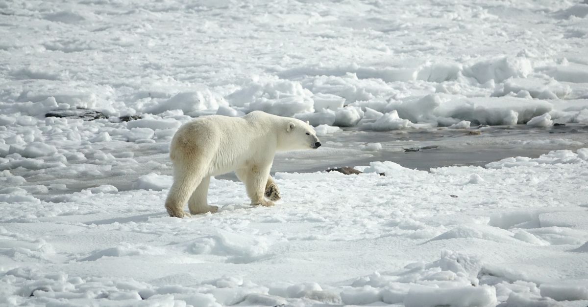 В Аляска полярна мечка е първата по рода си, умряла