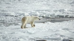 В Аляска полярна мечка е първата по рода си умряла