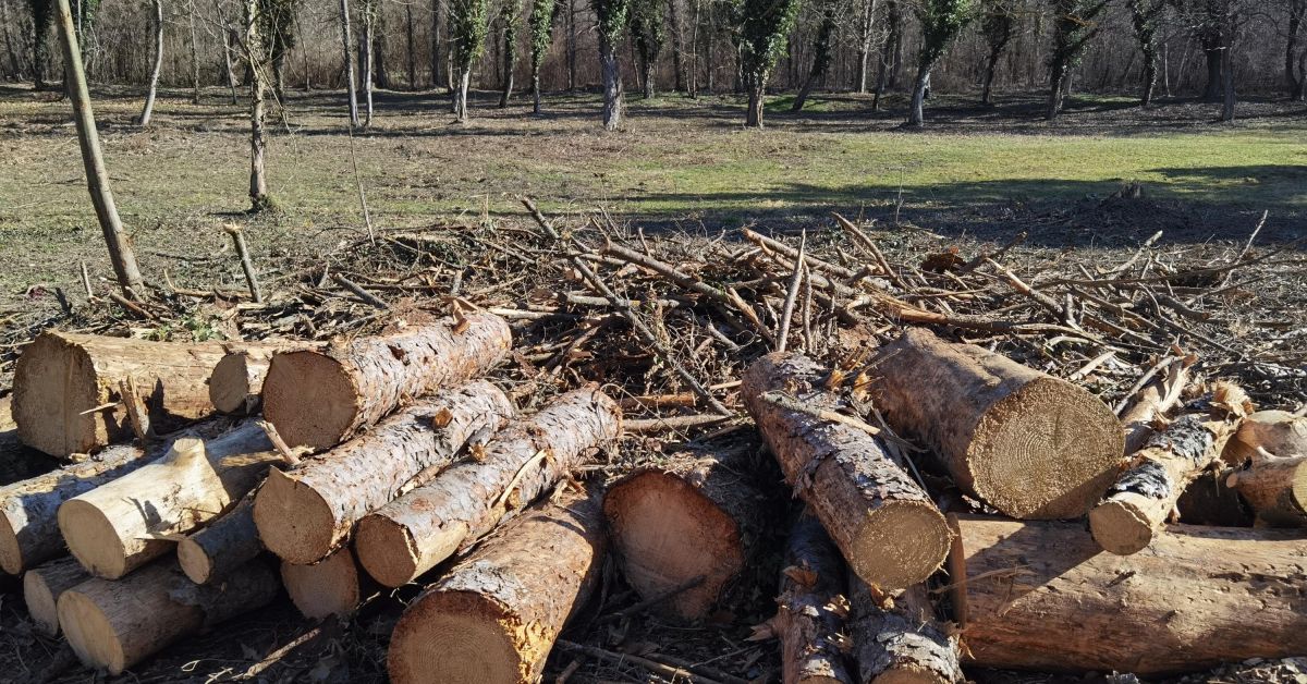 Стотици дървета са изсечени в парк Кайлъка в Плевен заради